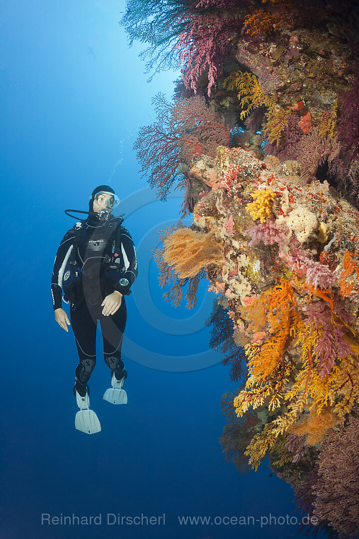 Taucher und Korallenriff, Osprey Reef, Korallenmeer, Australien
