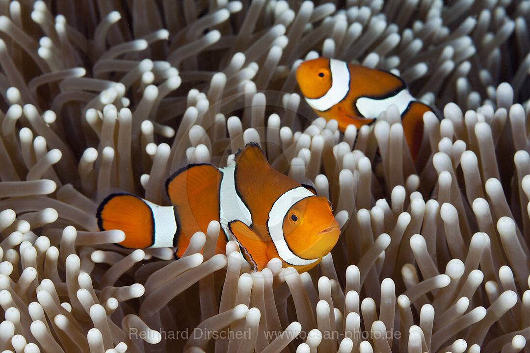 Echter Clown-Anemonenfisch, Amphiprion percula, Osprey Reef, Korallenmeer, Australien