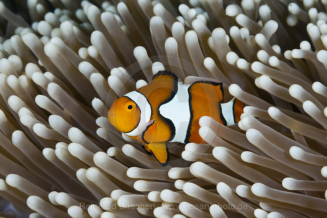 Clown Anemonefish, Amphiprion percula, Great Barrier Reef, Australia