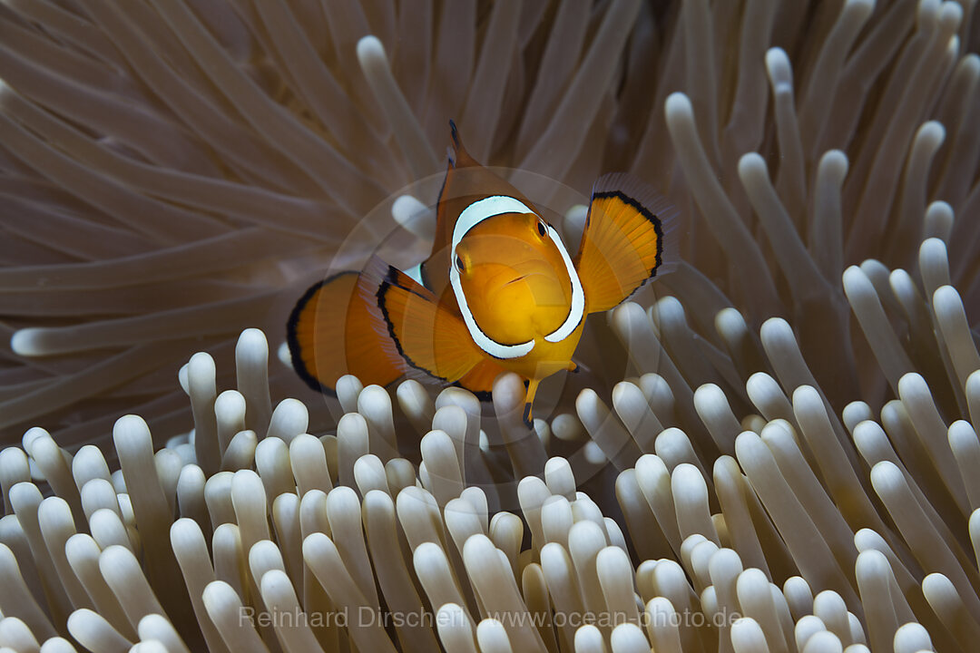 Echter Clown-Anemonenfisch, Amphiprion percula, Great Barrier Reef, Australien