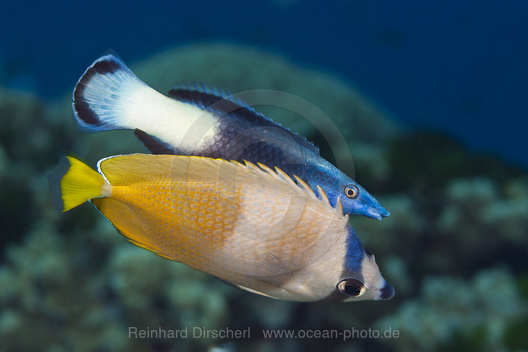 Kleins Falterfisch und Zweifarben-Putzerfisch, Chaetodon kleinii, Labroides bicolor, Great Barrier Reef, Australien