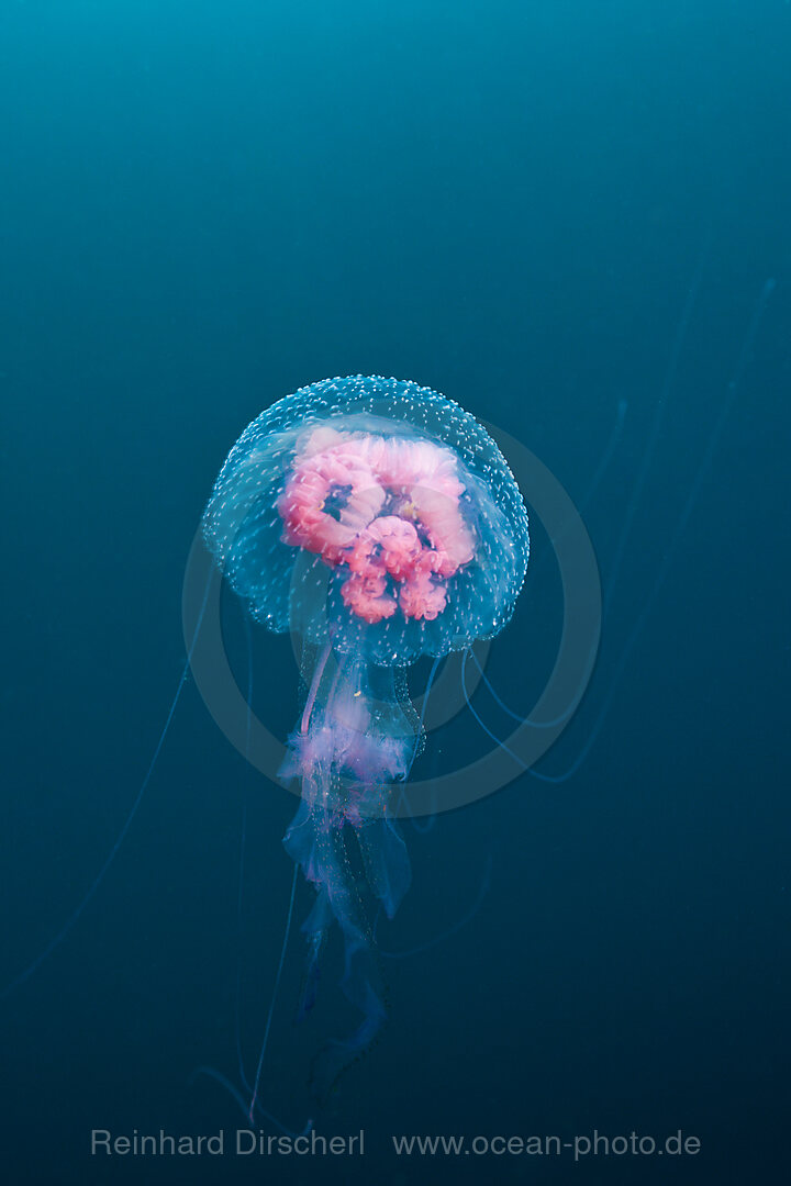 Luminscent Jellyfish, Pelagia noctiluca, Florida Islands, Solomon Islands