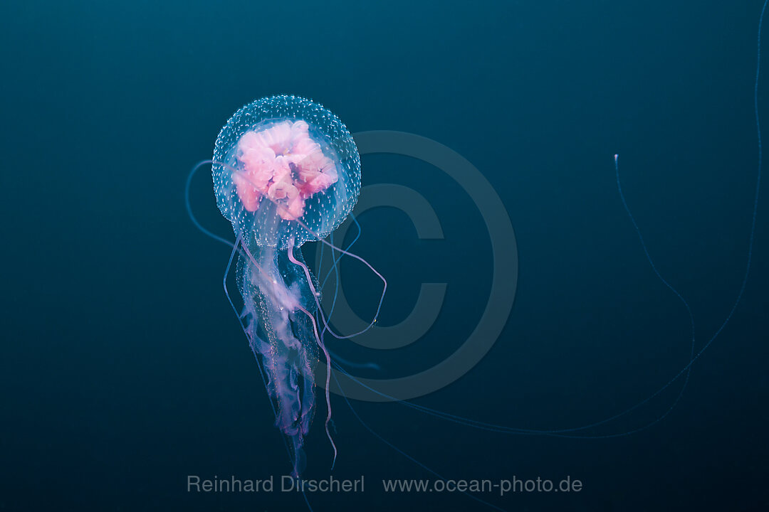 Leuchtqualle, Pelagia noctiluca, Florida Islands, Salomonen