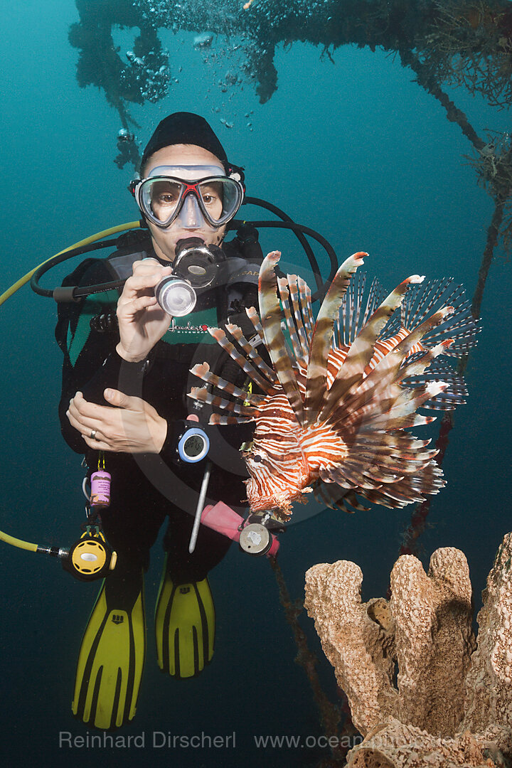 Rotfeuerfische am Mbike Wrack, Pterois volitans, Florida Islands, Salomonen