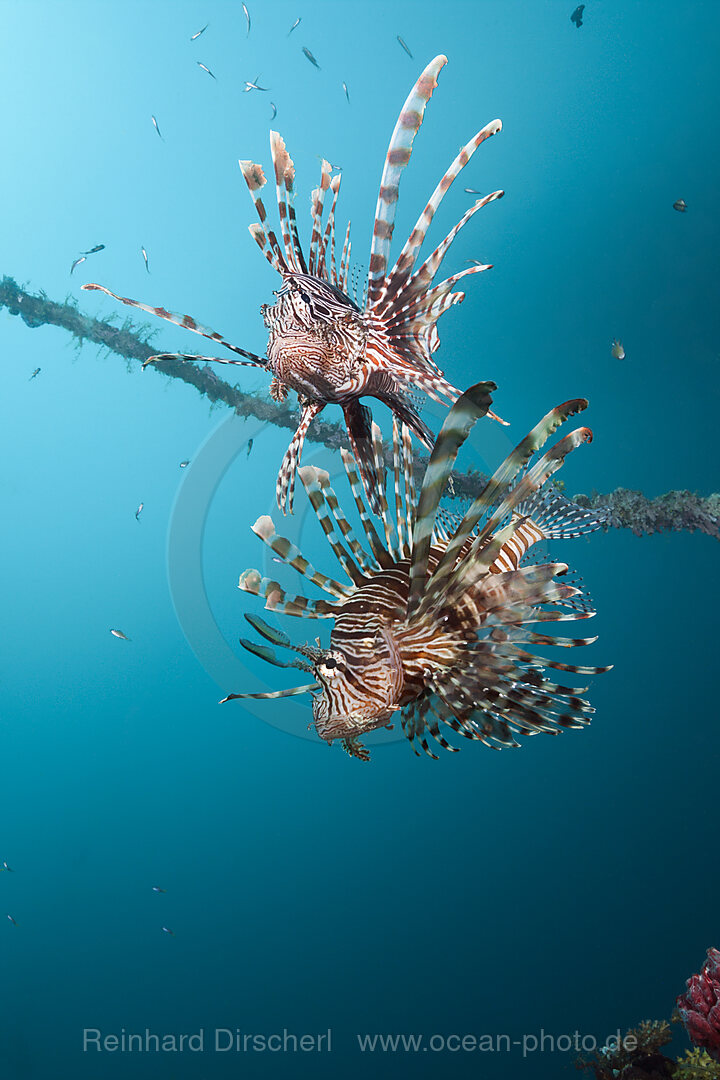Rotfeuerfische am Mbike Wrack, Pterois volitans, Florida Islands, Salomonen