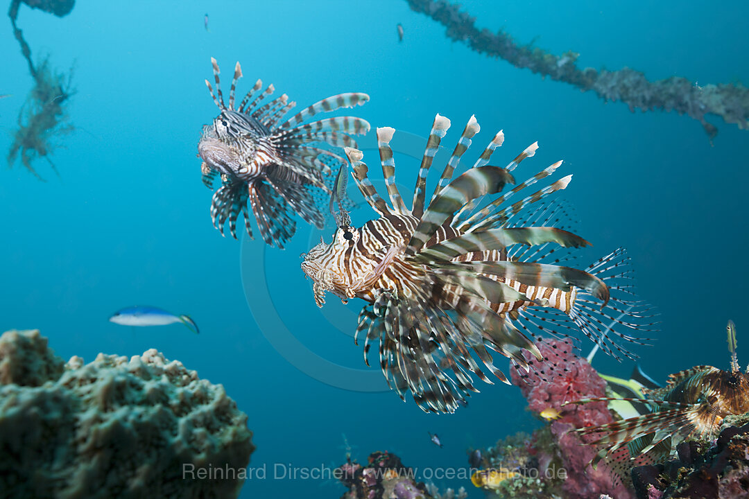 Rotfeuerfische am Mbike Wrack, Pterois volitans, Florida Islands, Salomonen
