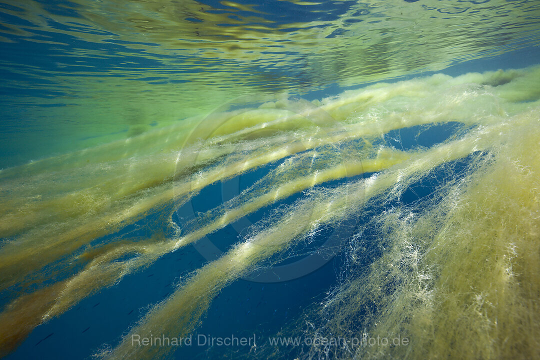 Marine Mucilage in Ocean, Florida Islands, Solomon Islands