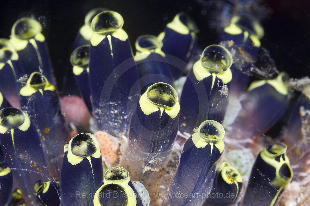 Kolonie von Seescheiden, Clavelina robusta, Florida Islands, Salomonen