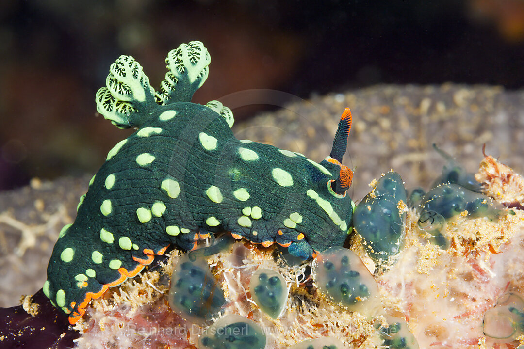 Gruene Neonsternschnecke, Nembrotha kubaryana, Florida Islands, Salomonen