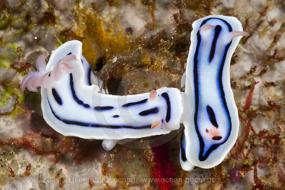 Weisse Prachtsternschnecke, Chromodoris lochi, Florida Islands, Salomonen