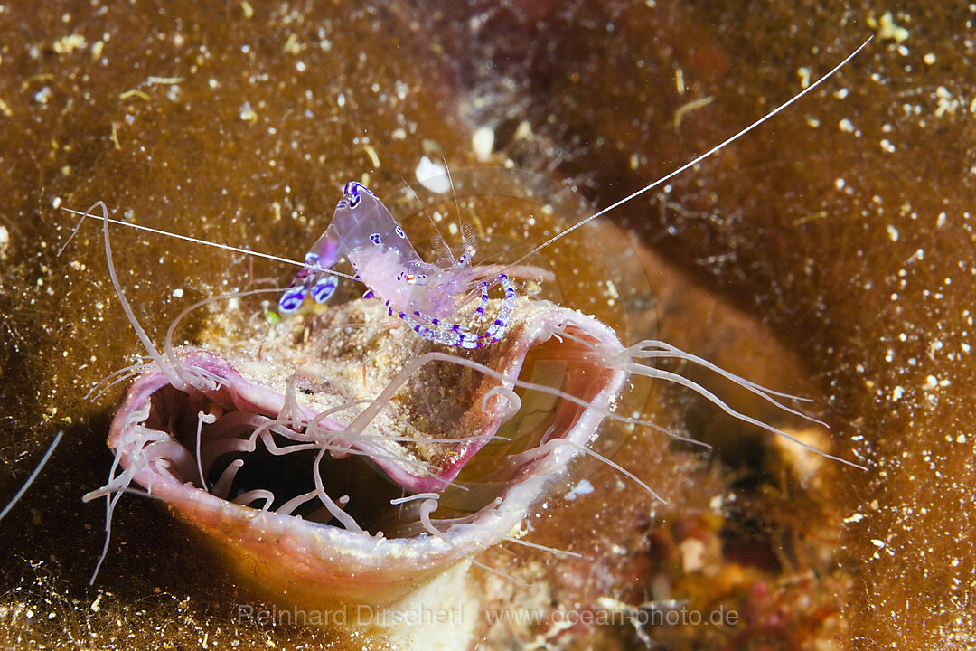 Commensal Shrimp on Tube Anemone, Periclimenes tosaensis, Florida Islands, Solomon Islands