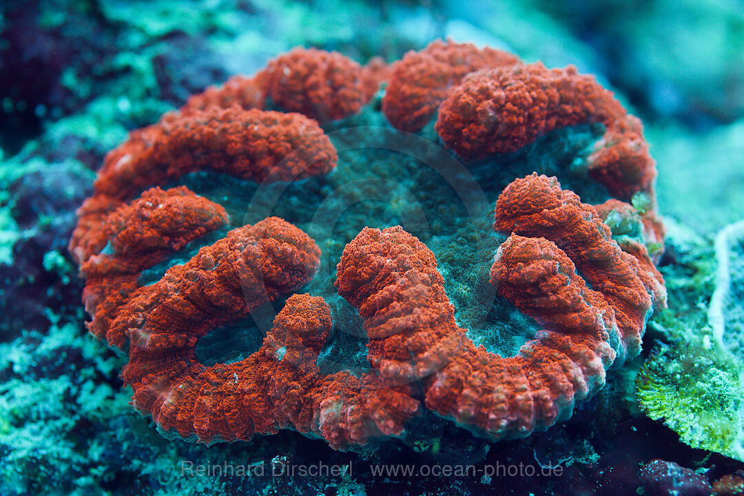 Fluorescent Coral, Lobophyllia sp., Florida Islands, Solomon Islands