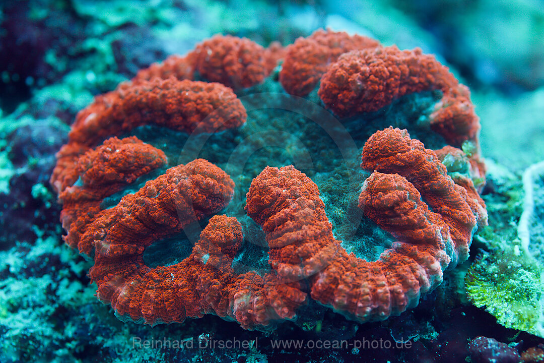 Fluoreszierende Doldenkoralle, Lobophyllia sp., Florida Islands, Salomonen