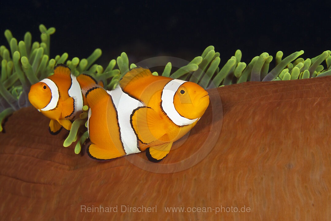 Pair of Clown Anemonefish, Amphiprion ocellaris, Florida Islands, Solomon Islands