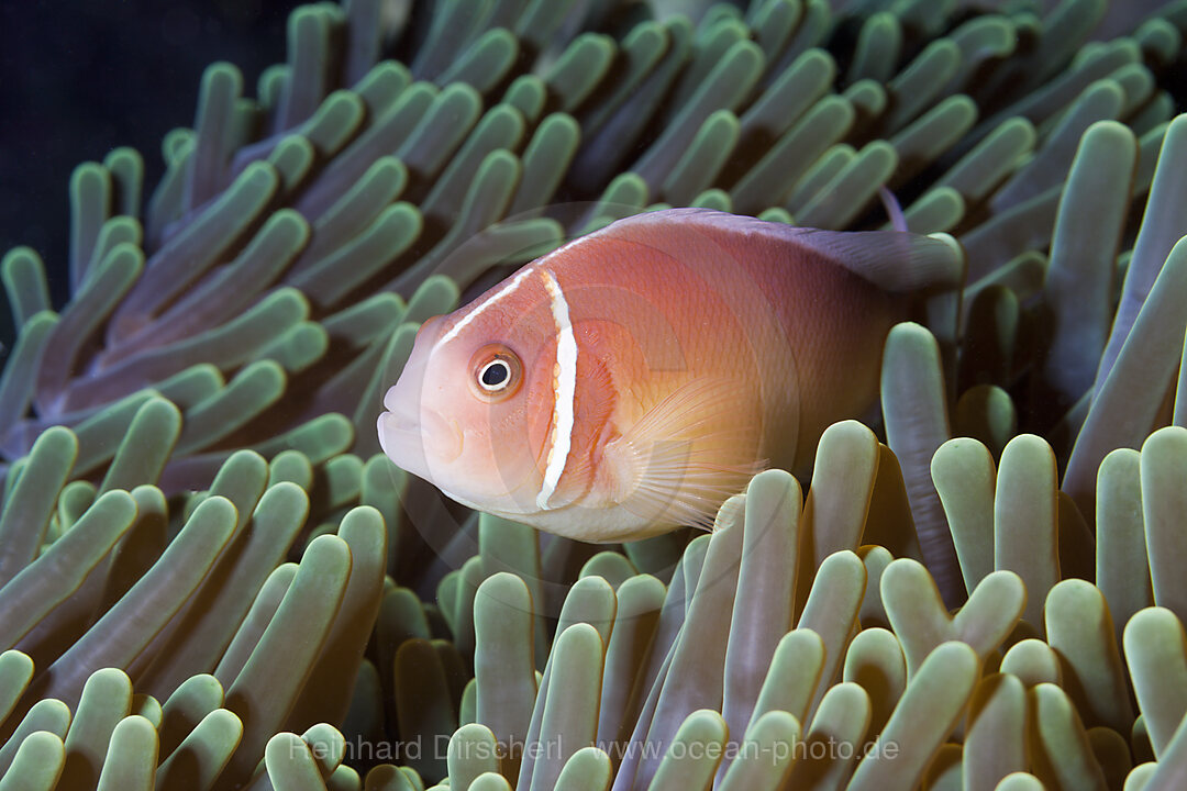 Pink Anemonefish, Amphiprion perideraion, Florida Islands, Solomon Islands