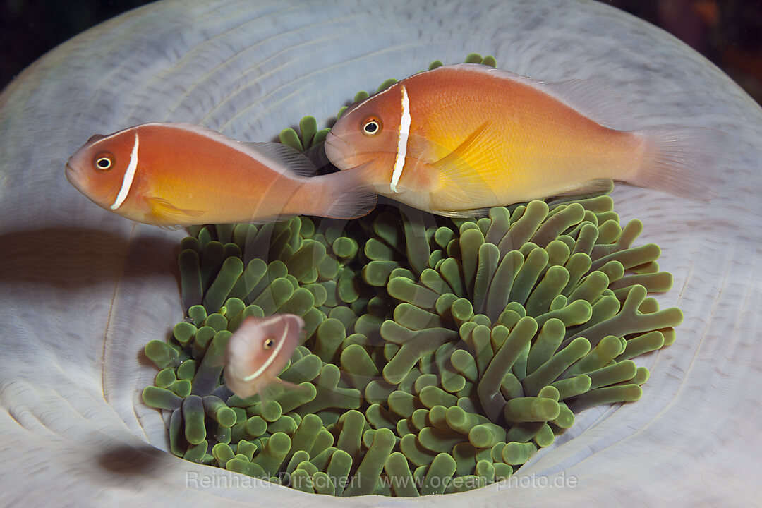 Familie Halsband-Anemonenfische, Amphiprion perideraion, Florida Islands, Salomonen