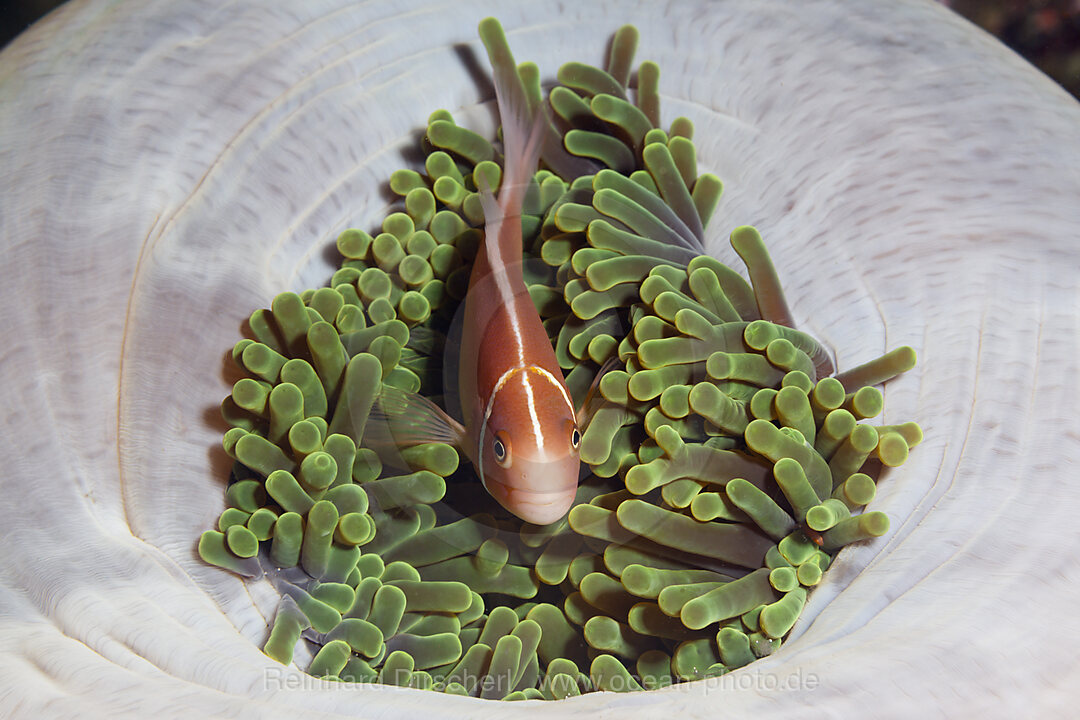 Pink Anemonefish, Amphiprion perideraion, Florida Islands, Solomon Islands