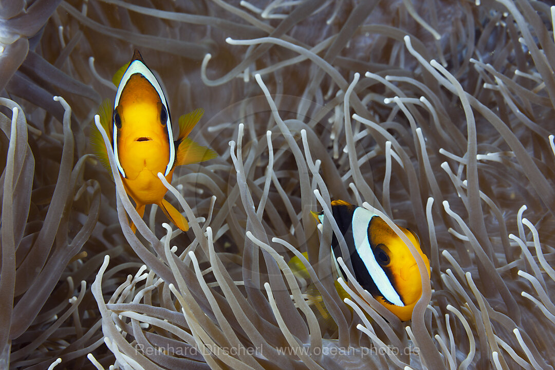 Pair of Clarks Anemonenfish, Amphiprion clarkii, Florida Islands, Solomon Islands