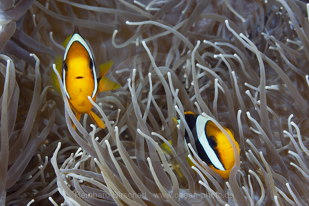 Paar Clarks Anemonenfische, Amphiprion clarkii, Florida Islands, Salomonen