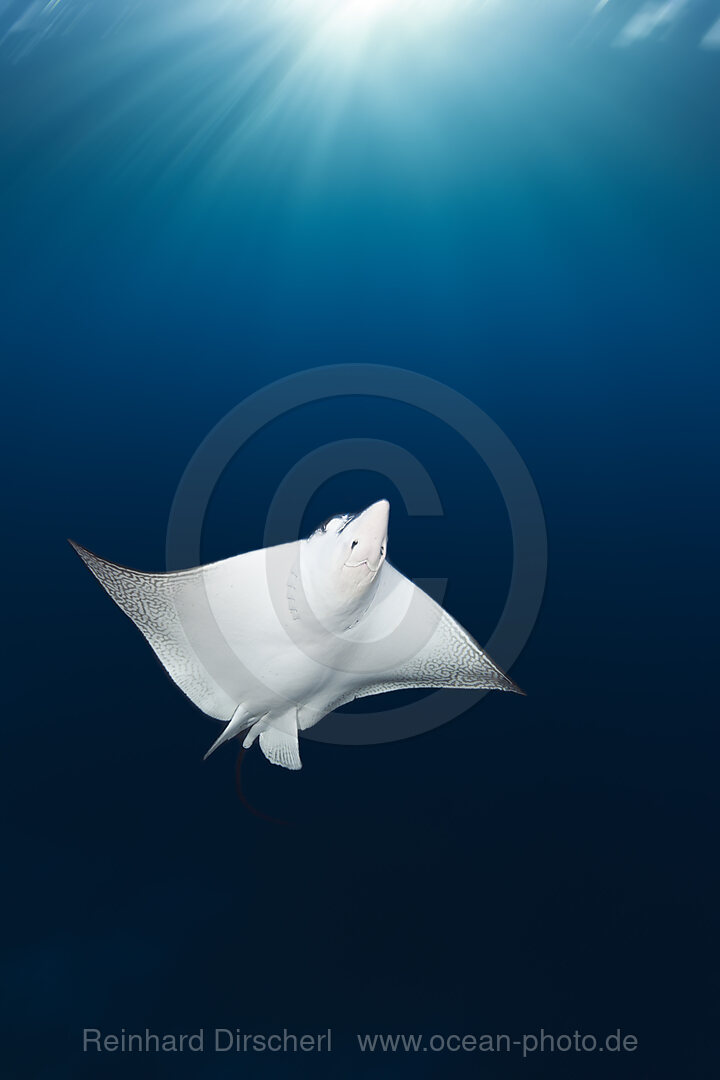 Spotted Eagle Ray, Aebatus narinari, Florida Islands, Solomon Islands
