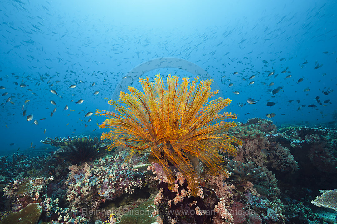 Korallenriff mit Federstern, Florida Islands, Salomonen