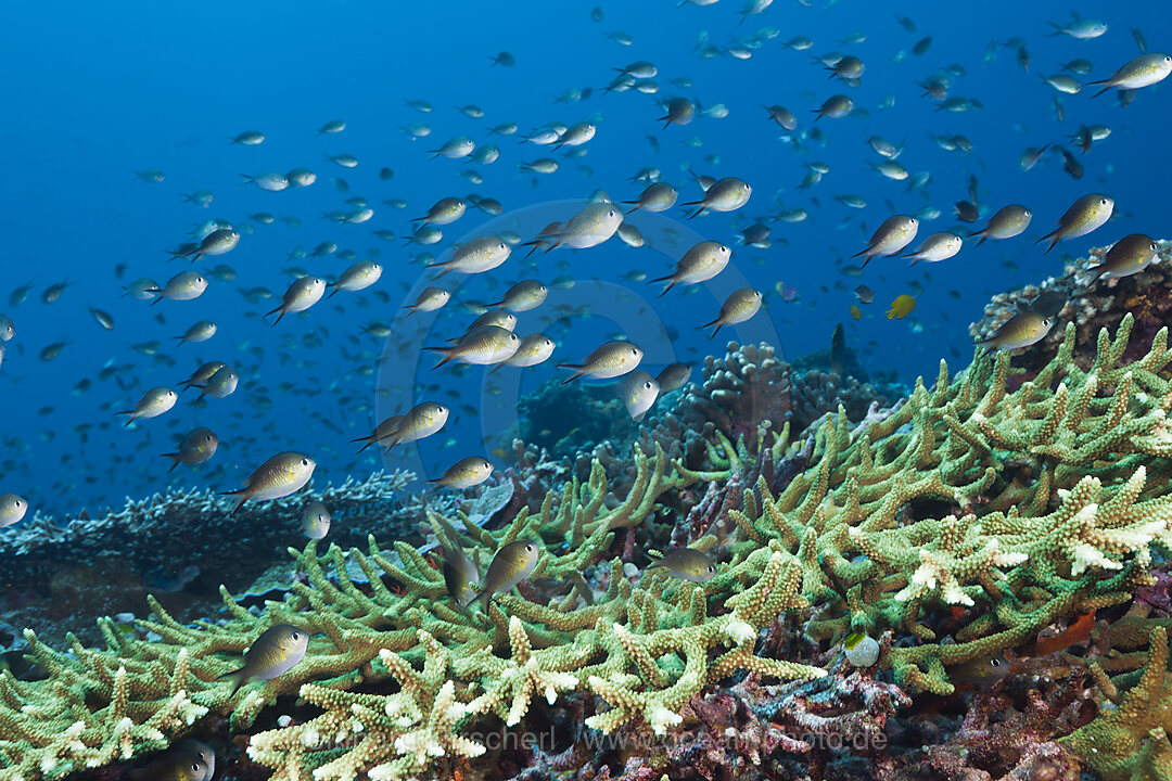 Chromis Riffbarsche, Chromis amoinensis, Florida Islands, Salomonen