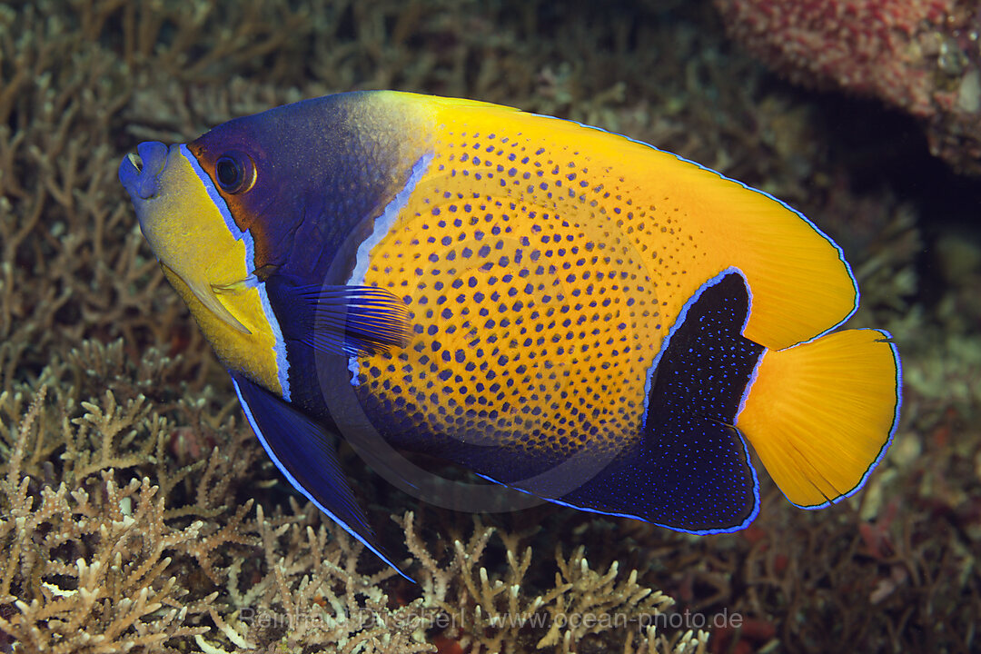 Blue-girdled Angelfish, Pomacanthus navarchus, Florida Islands, Solomon Islands