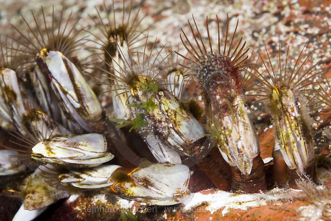 Entenmuscheln am Schiffsrumpf, Lepas anatifera, Florida Islands, Salomonen