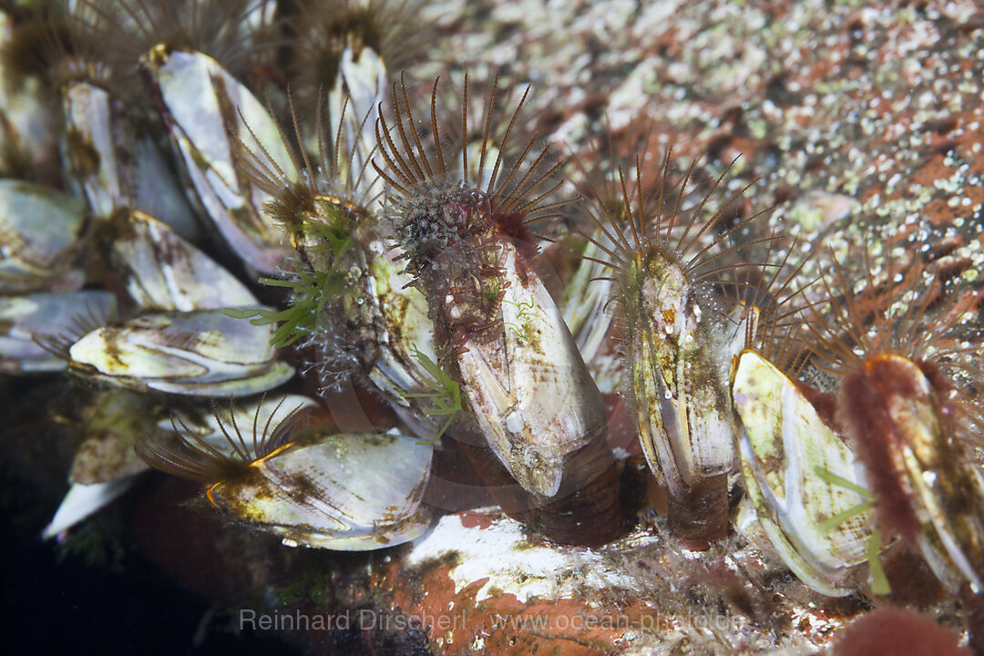 Goose Barnacle on Boat Hull, Lepas anatifera, Florida Islands, Solomon Islands