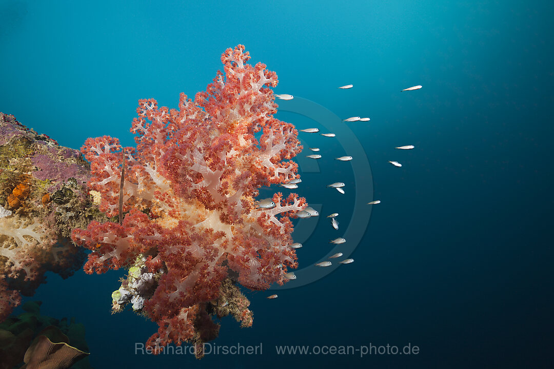 Soft Corals growing on Wreck of the Anne, Russell Islands, Solomon Islands