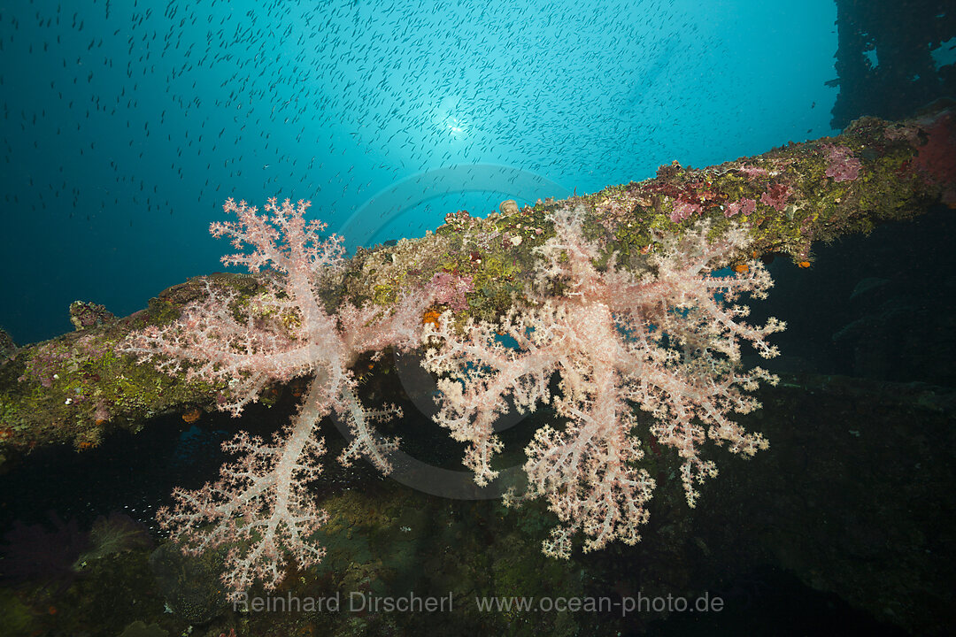 Soft Corals growing on Wreck of the Anne, Russell Islands, Solomon Islands