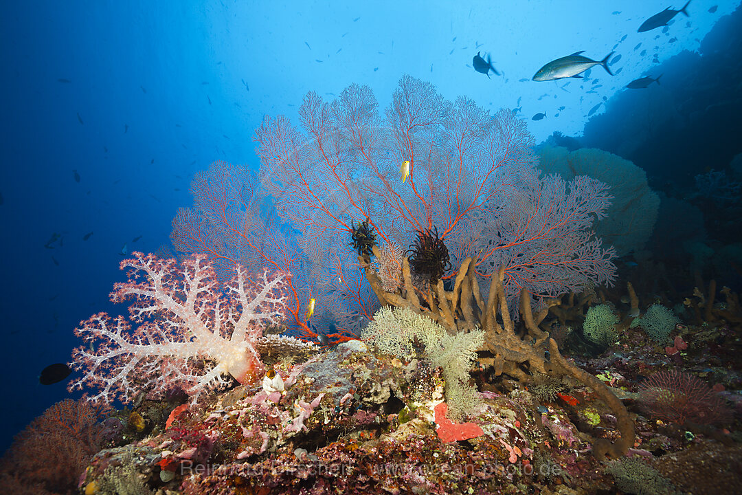 Coral Reef Scenery, Russell Islands, Solomon Islands