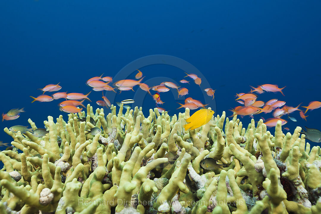 Lyretail Anthias over Reef, Pseudanthias squamipinnis, Russell Islands, Solomon Islands