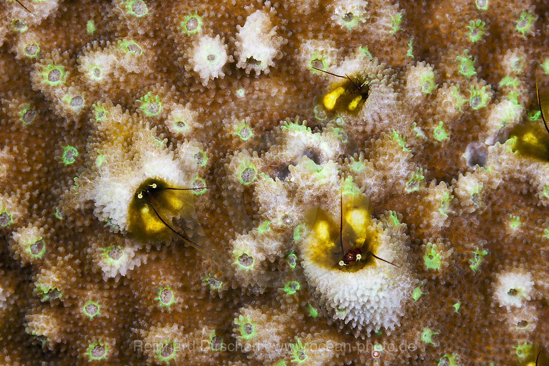 Coral Hermit Crabs, Paguritta sp., Russell Islands, Solomon Islands