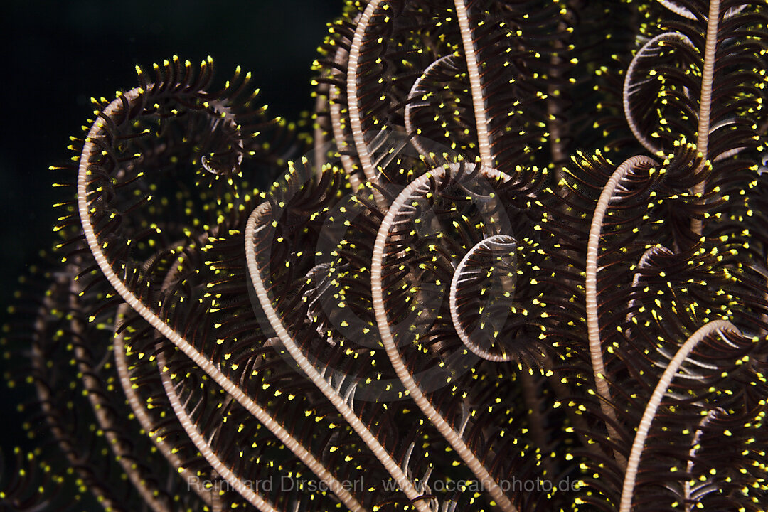Tentacle of Common Crinoid, Lamprometra palmata, Russell Islands, Solomon Islands