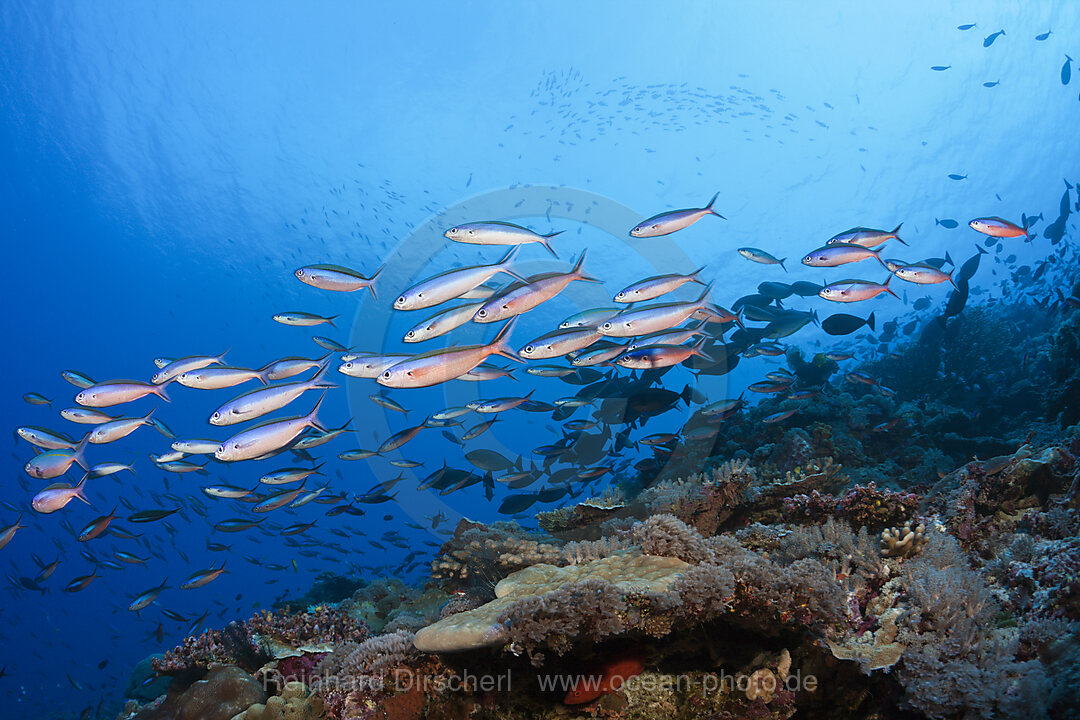 Schwarm Neon-Fuesiliere, Pterocaesio tile, Mary Island, Salomonen