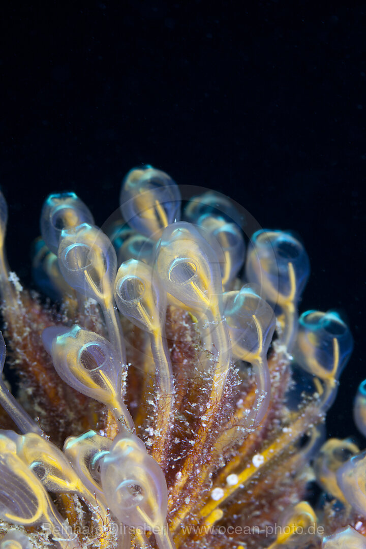 Colony of Tunicates, Pycnoclavella detorta, Marovo Lagoon, Solomon Islands