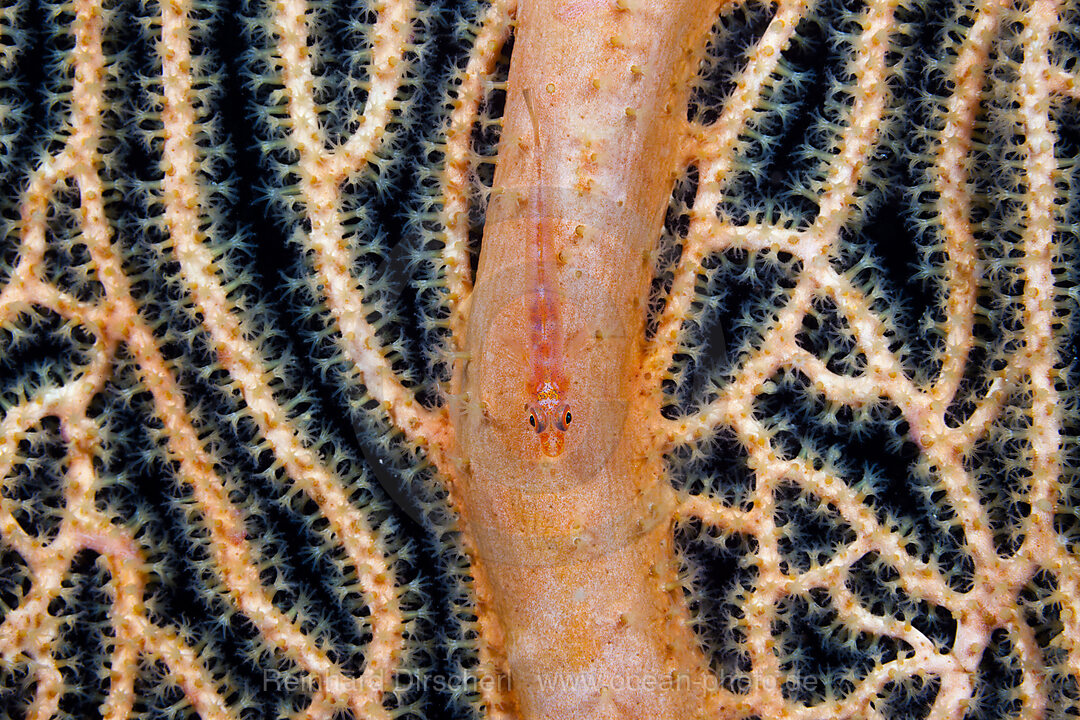 Gorgonian Goby, Bryaninops amplus, Marovo Lagoon, Solomon Islands