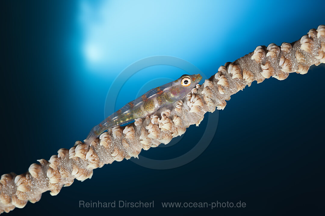 Whip Coral Goby, Bryaninops youngei, Marovo Lagoon, Solomon Islands