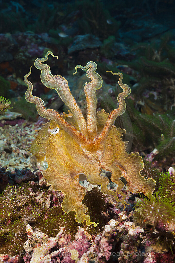 Breitkeulen-Sepie, Sepia latimanus, Marovo Lagune, Salomonen