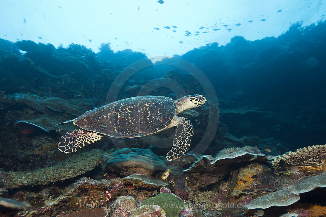 Echte Karettschildkroete, Eretmochelys imbricata, Marovo Lagune, Salomonen