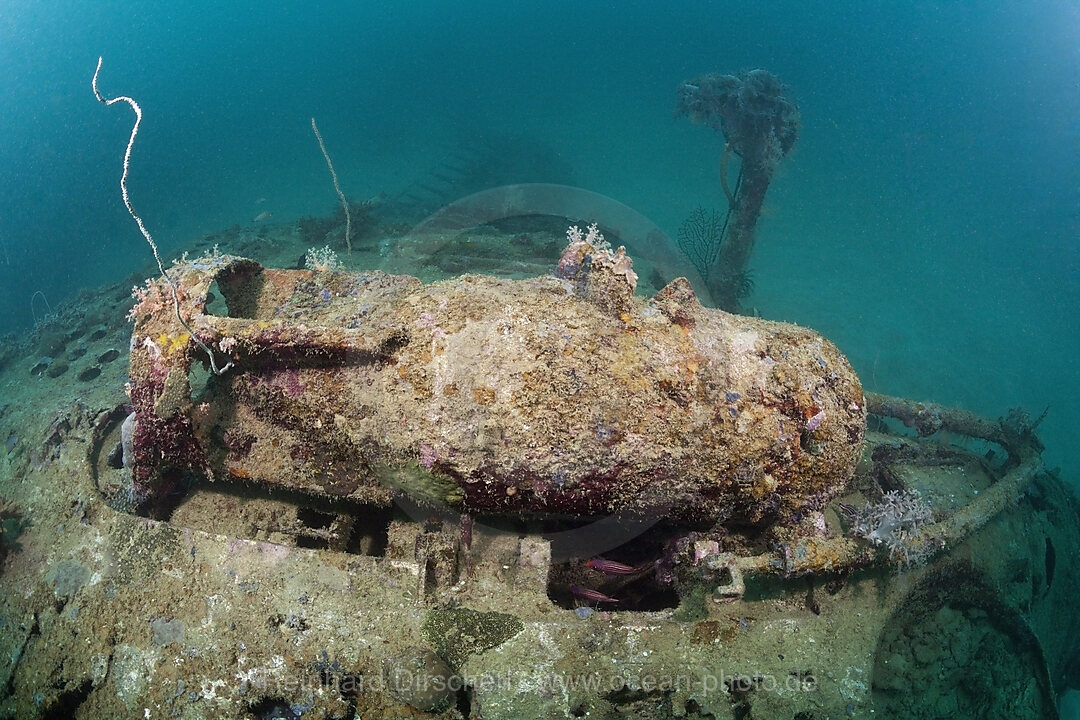 Scharfe Bombe am Dauntless Dive Bomber Flugzeugwrack, Marovo Lagune, Salomonen