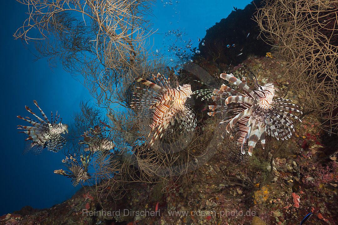 Red Lionfish, Pterois volitans, Marovo Lagoon, Solomon Islands