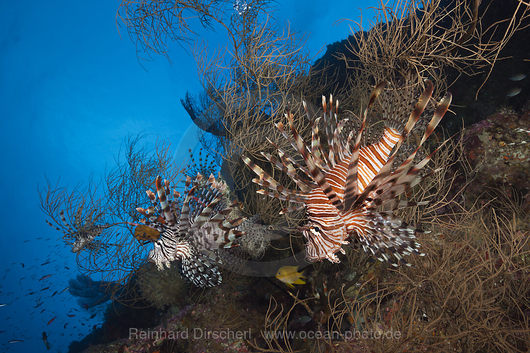 Red Lionfish, Pterois volitans, Marovo Lagoon, Solomon Islands