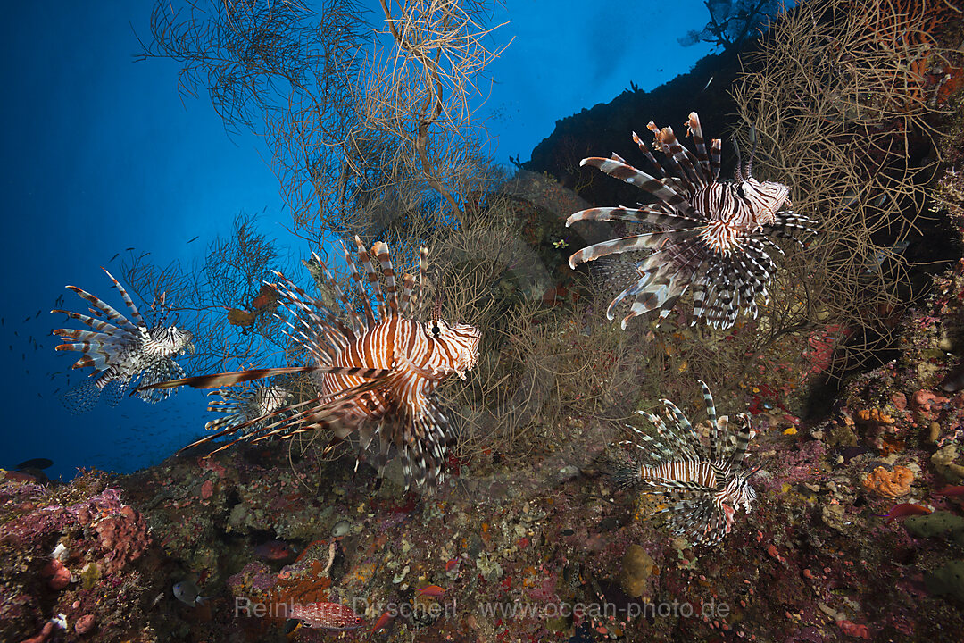 Red Lionfish, Pterois volitans, Marovo Lagoon, Solomon Islands