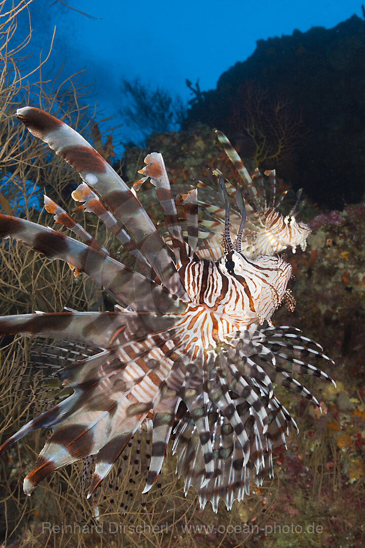 Rotfeuerfische, Pterois volitans, Marovo Lagune, Salomonen