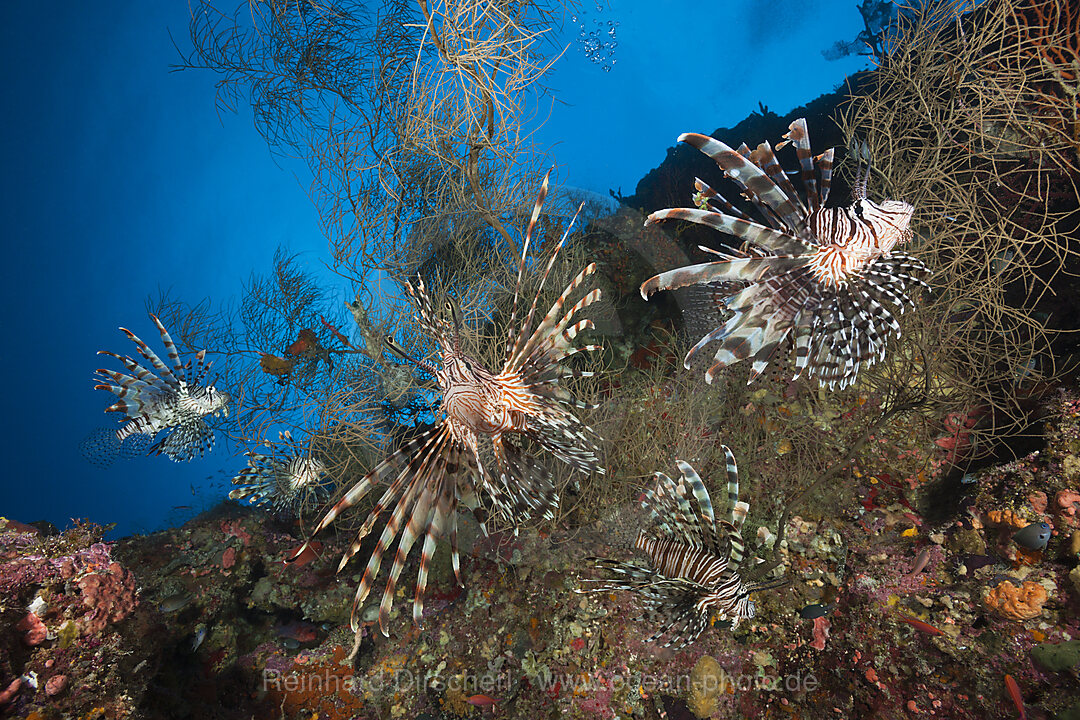Red Lionfish, Pterois volitans, Marovo Lagoon, Solomon Islands