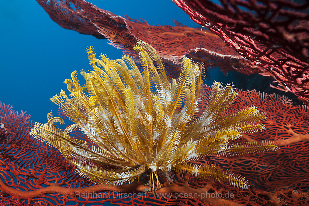 Yellow Crinoid on Sea Fan, Comanthina schlegeli, Marovo Lagoon, Solomon Islands