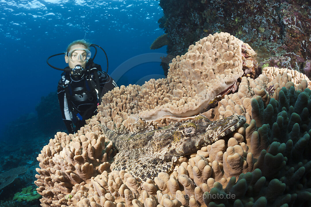 Cauba Diver and Beauforts Crocodilefish, Cymbacephalus beauforti, Marovo Lagoon, Solomon Islands