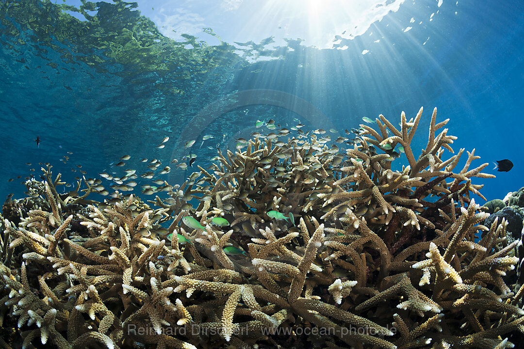 Cromis over Coral Reef, Chromis viridis, Marovo Lagoon, Solomon Islands